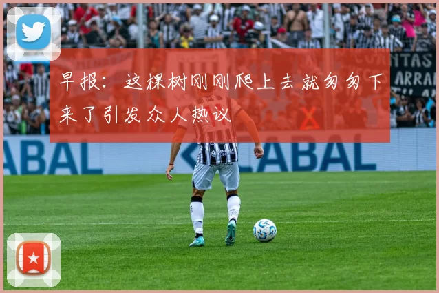 早报：这棵树刚刚爬上去就匆匆下来了引发众人热议